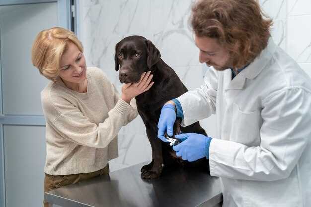 Как подготовиться к сдаче крови на анализ общего состояния пса